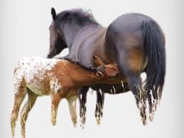 Horse's milk 9 Types of milk their benefits and disadvantages