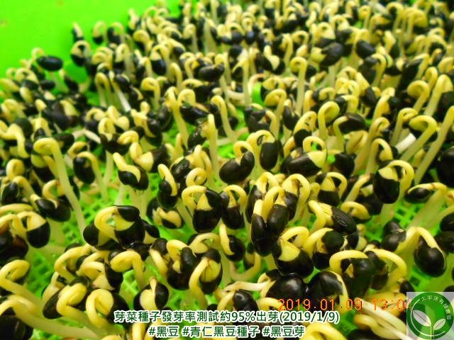 黑豆發芽時間｜新鮮青仁黑豆種子｜經定期發芽率測試高達85%以上