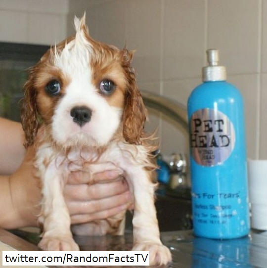 Random Facts There are over 2000 varieties of fleas around the world