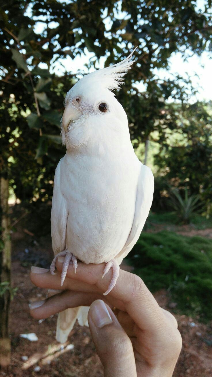 Beautiful white parrots