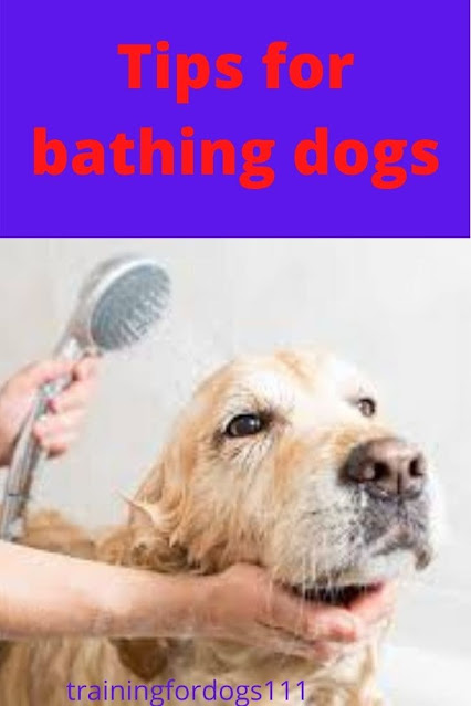 Tips for bathing dogs