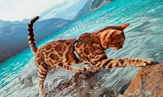 Sont Les Chats Du bengal Nice?