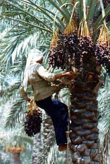 fruits deglet noor