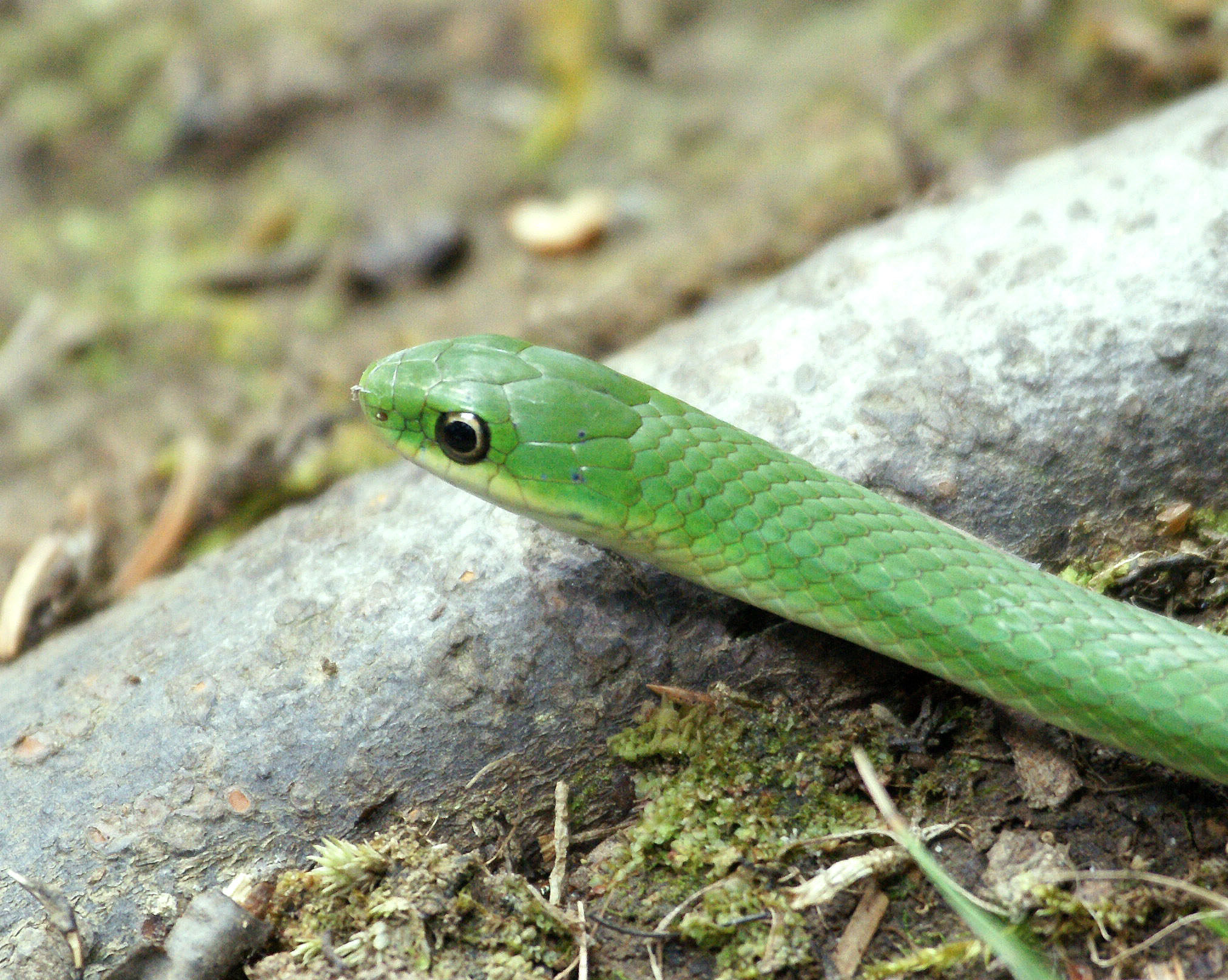Vinalhaven Sightings