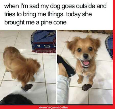 Here you get the best Cute Animal Memes that makes you laugh. Check out my website for more memes like this. Cute Animals Memes