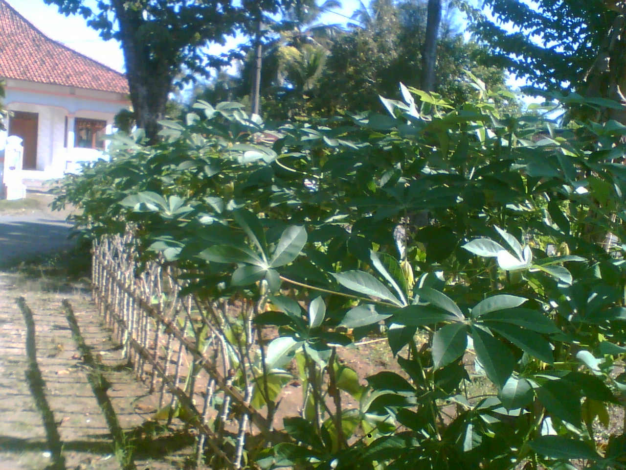 Gambar Pagar Hidup Modern Dan Minimalis