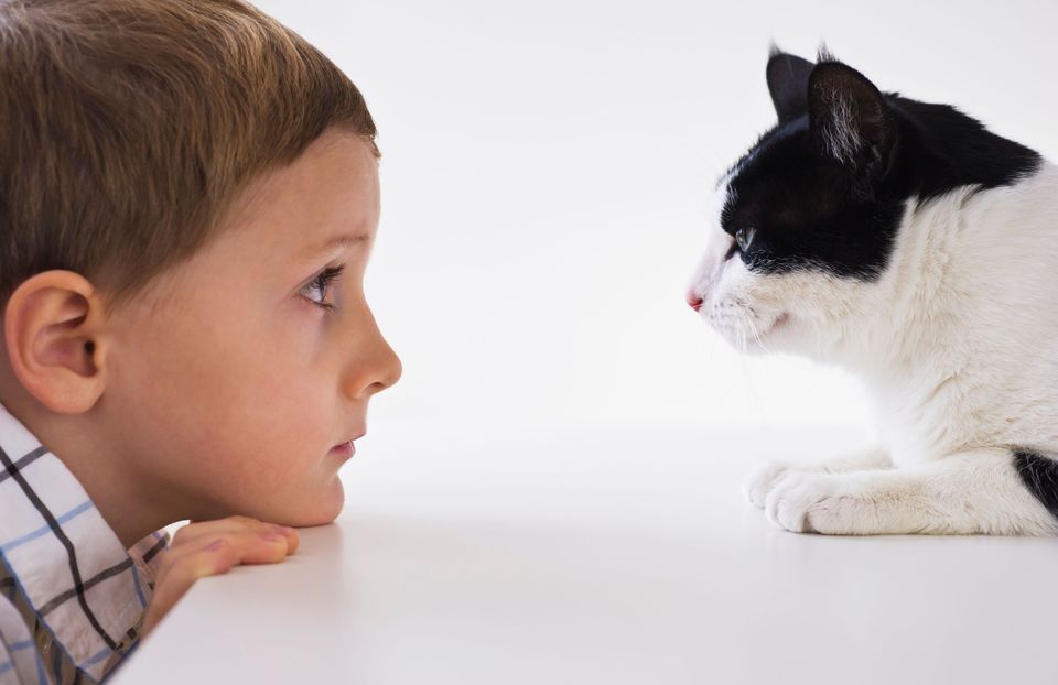 Cats Helping Children with Autism Lola The Rescued Cat