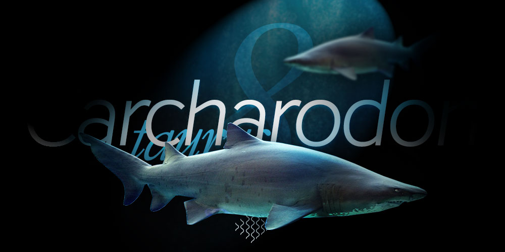 Carcharias taurus - Denizde bulabileceğiniz en büyük köpekbalıkları - 8