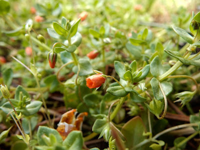 Anagallis arvensis