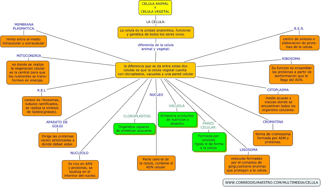 Mapa Conceptual De Las Partes De La Celula Y Sus Funciones - Compartir