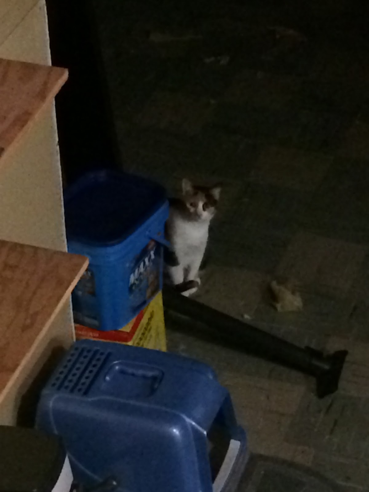 Crazy Calico Cats New Calico Incident