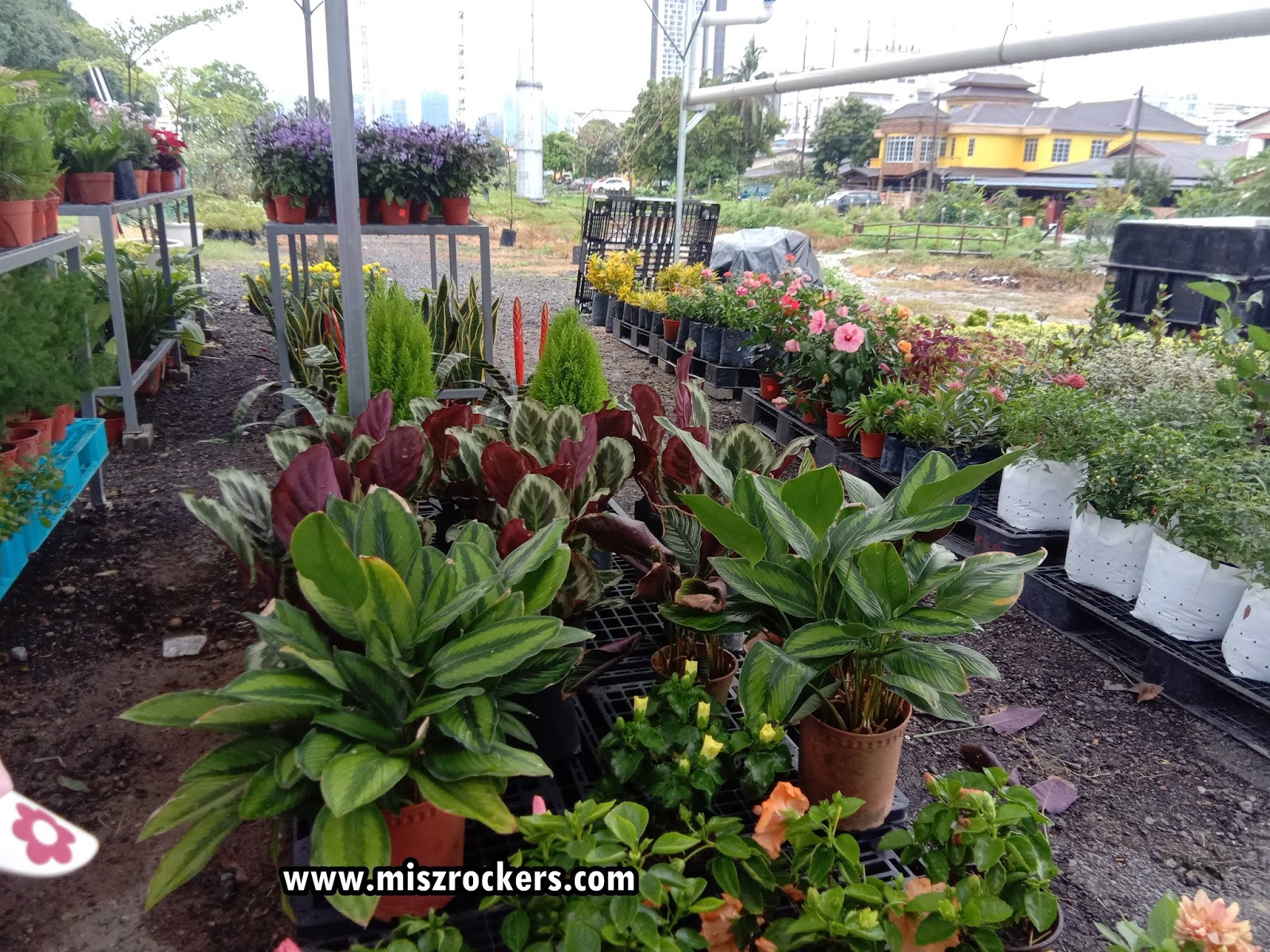 Pokok bunga hiasan depan rumah