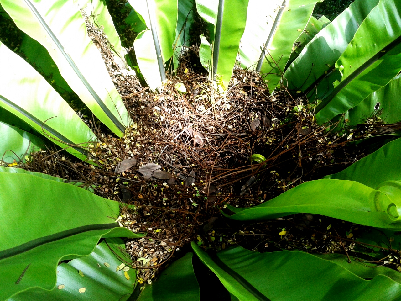 My Small Backyard Garden About Asplenium Nidus ( Bird's Nest Fern )