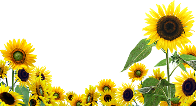 Marcos ,esquineros y arreglos con girasoles | Arte digital