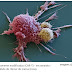 Descoberta célula imune com o potencial de curar qualquer tipo de câncer