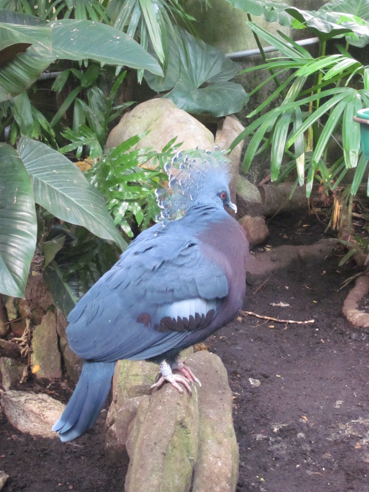 Travel NC With Kids North Carolina Zoo Aviary So Much Beauty Under