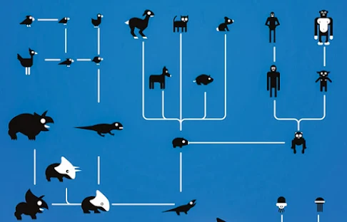 Evolution of the species. How domestic cats came to be in a nutshell.