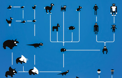 Evolution of the species. How domestic cats came to be in a nutshell.