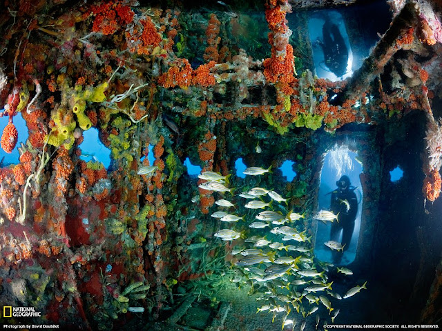 Chingum — Discover Curiosities: The amazing underwater world and its inhabitants