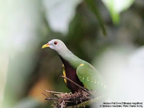 Bird photography tour in West Papua Wompoo Fruit Dove