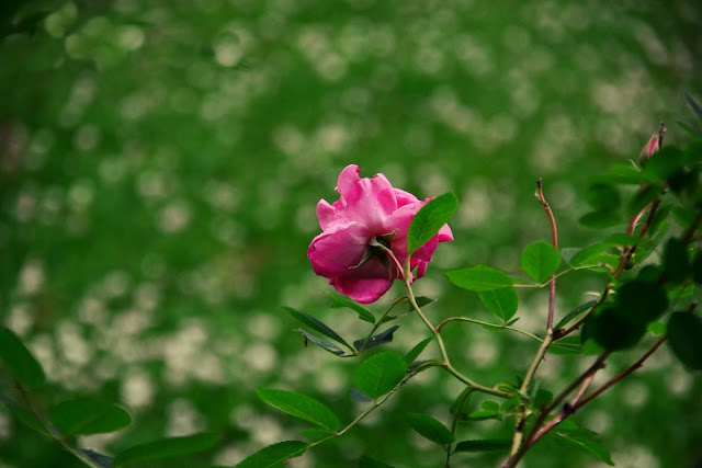 rose, clover, stormy afternoon, cohanmagazine.blogspot.com