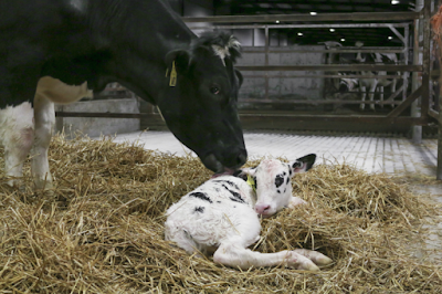 Cow giving birth