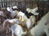 kambing yg sihat