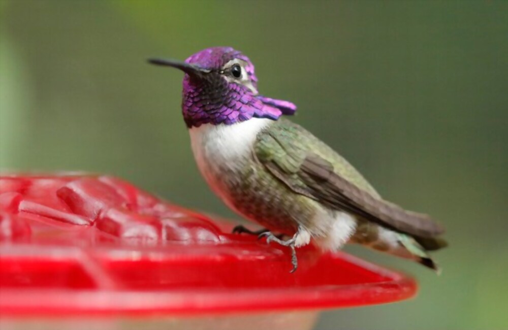 Costa’s hummingbird, with good purple plumage, barely bigger than