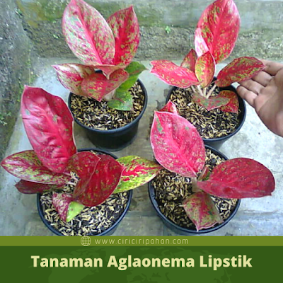 Ciri Ciri Pohon Aglaonema Lipstik