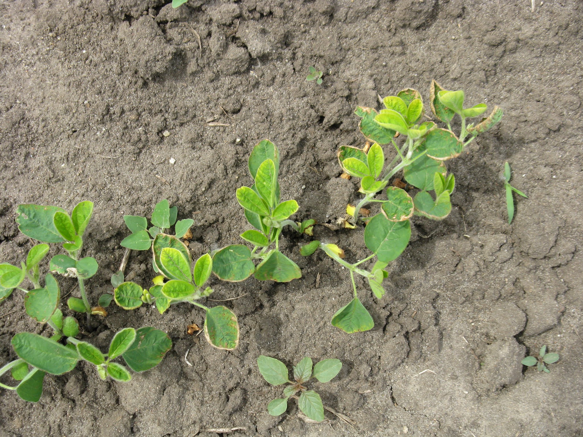 Is boron deficiency a problem for crops in Minnesota?