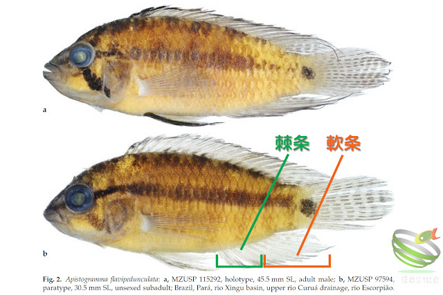 flavipedunculata