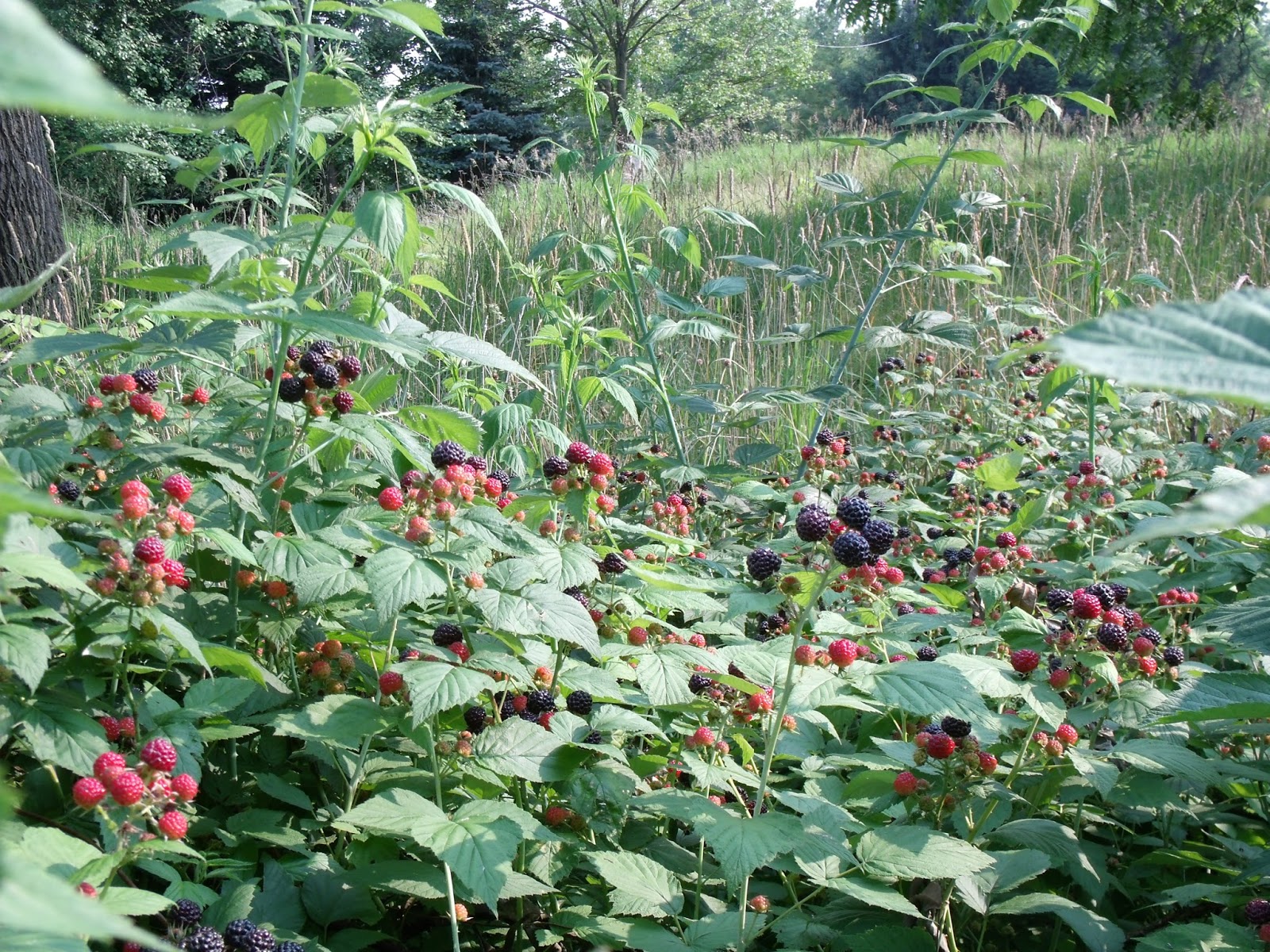 Gear Acres at Top of the Hill Our Wild Black Raspberry Patch