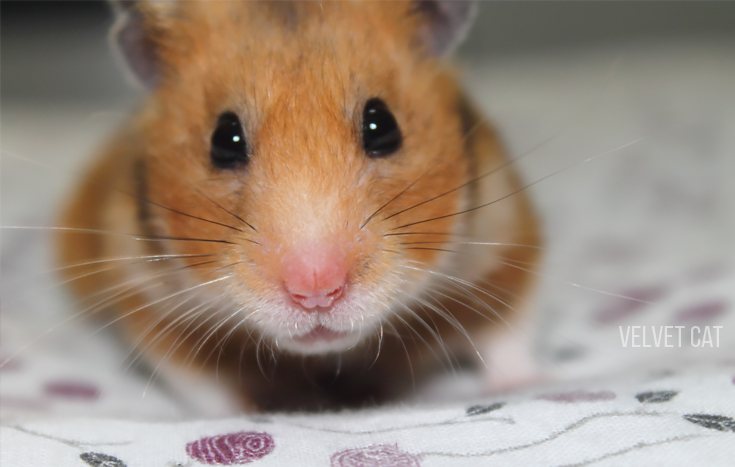 doña bigotes hamster comun noah