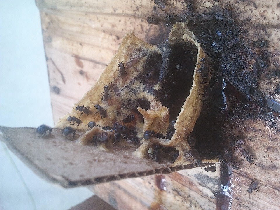 bradpetehoops: Trigona Stingless Bees and Kinds of Bees
