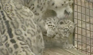 photo of snow-leopard cub being licked by its mother