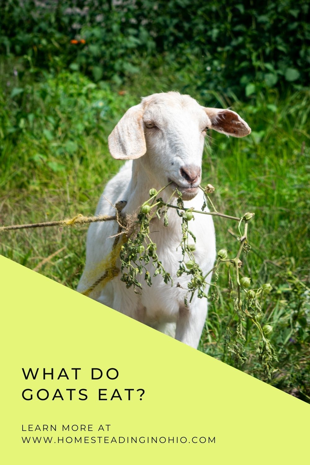 What Do Goats Like to Eat? Homesteading in Ohio