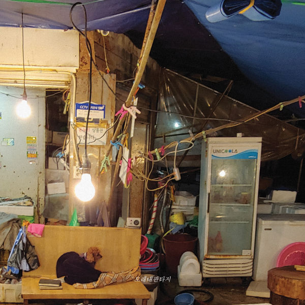 Goonamguayeoridingstella – Moraenae Fantasy