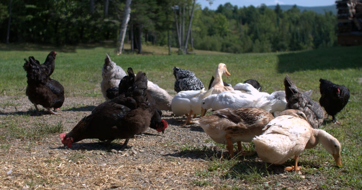 Adding Ducks to your Backyard Chicken Flock Fresh Eggs Daily®