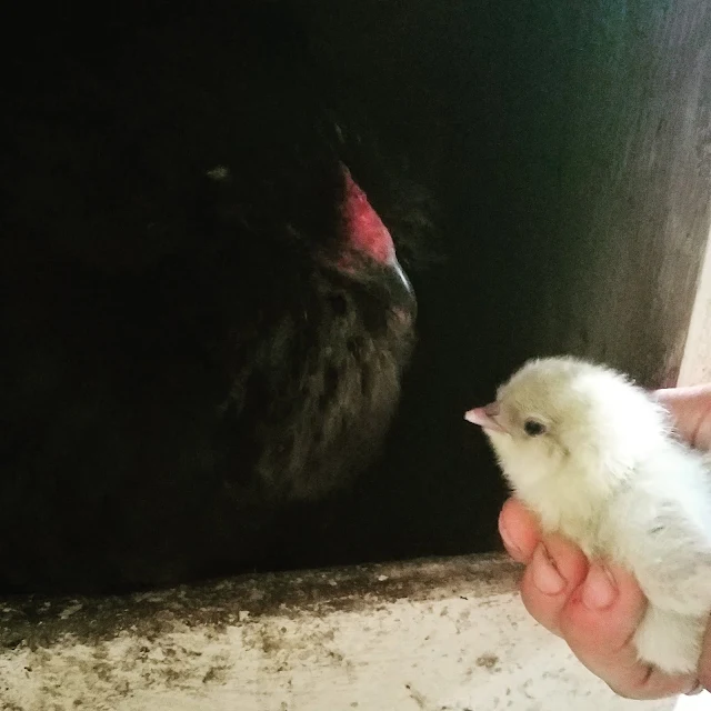 Five Ways to Encourage a Hen to go Broody Fresh Eggs Daily® with Lisa