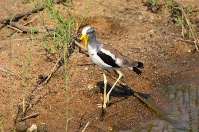Vanellus albiceps Vanellus albiceps