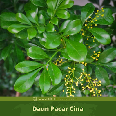 Daun Pacar Cina