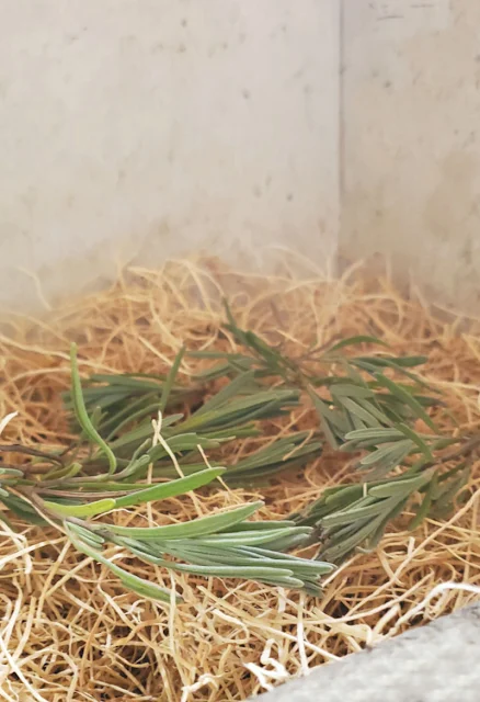 nesting box filled with lavender and straw