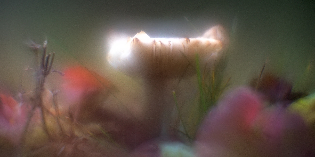 Bilder der Woche #99 (KW 46/2021) — Der Pilz, der den Rasenmäher überlebte