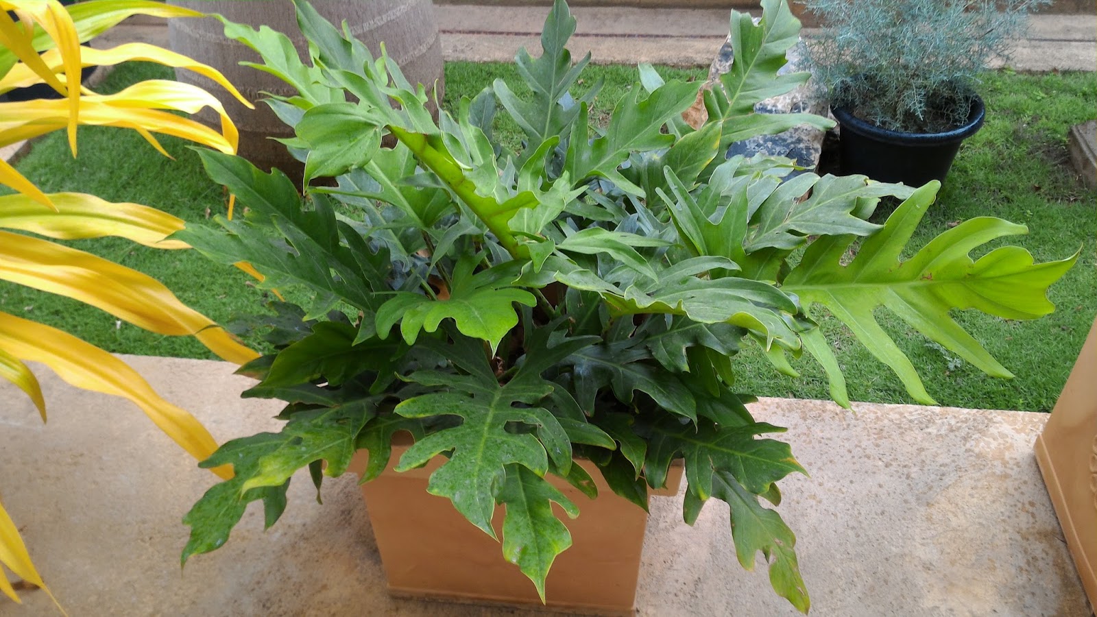 Precious Plants Trinidad Philodendron Selloum