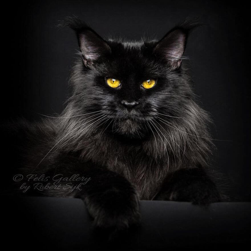 44 Breathtaking Pictures Show The Majestic Beauty Of Maine Coons