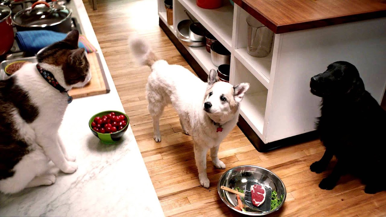 Best Commercial Dog Food Dog Choices