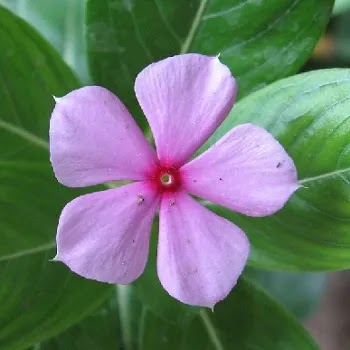 फुलांची नावे, Flowers Name In Marathi सदाफुली, Periwinkle Flowers Name In Marathi