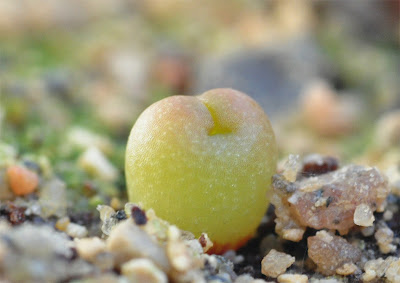 Echinocactus horizonthalonius seedling