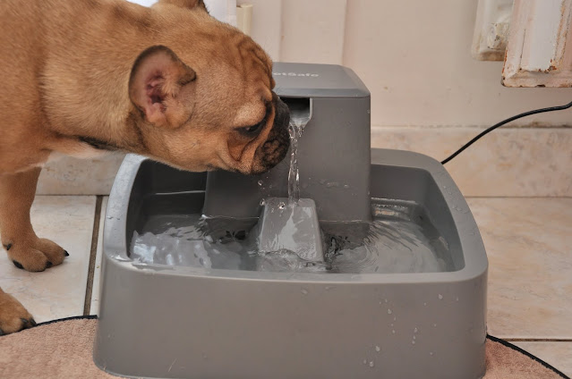 Fontaine à eau Petsafe