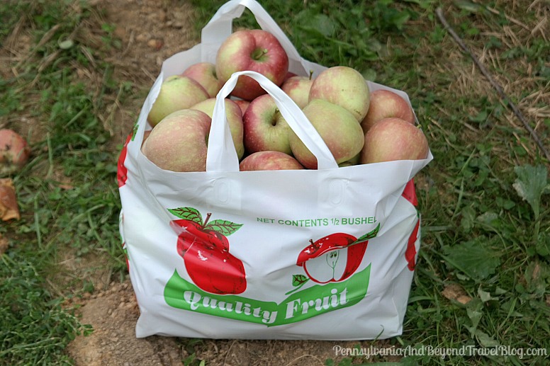 Pennsylvania & Beyond Travel Blog Fall Apple Picking at Strite's